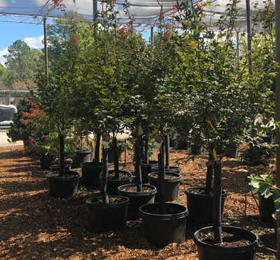 Emperor I Japanese Maples Now Available