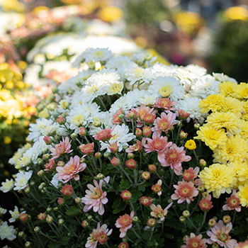 Home of the Giant 3 Gallon $9.95 Mum.