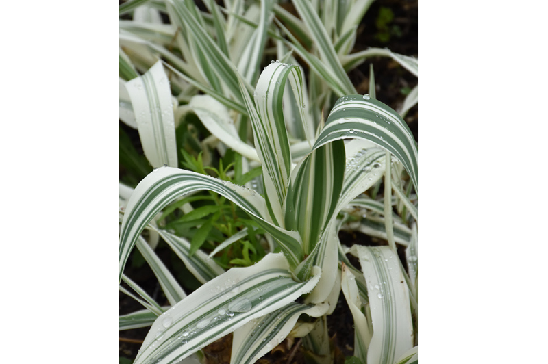 Grass-Giant Reed Variegated 2C | Country Arbors Nursery