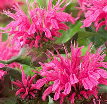 Monarda-Pink Lace 1C | Country Arbors Nursery