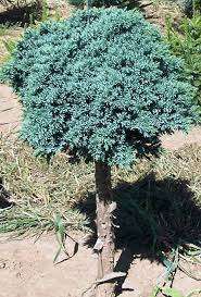 Juniper-Blue Star on Standard 3C | Country Arbors Nursery