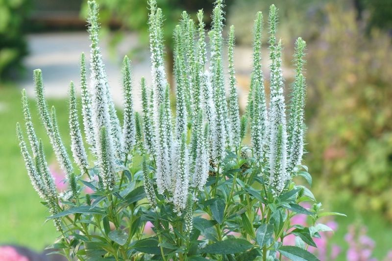 Veronica-Snow Candles 1C | Country Arbors Nursery