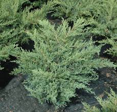 Juniper-Nick's Compact 5C | Country Arbors Nursery