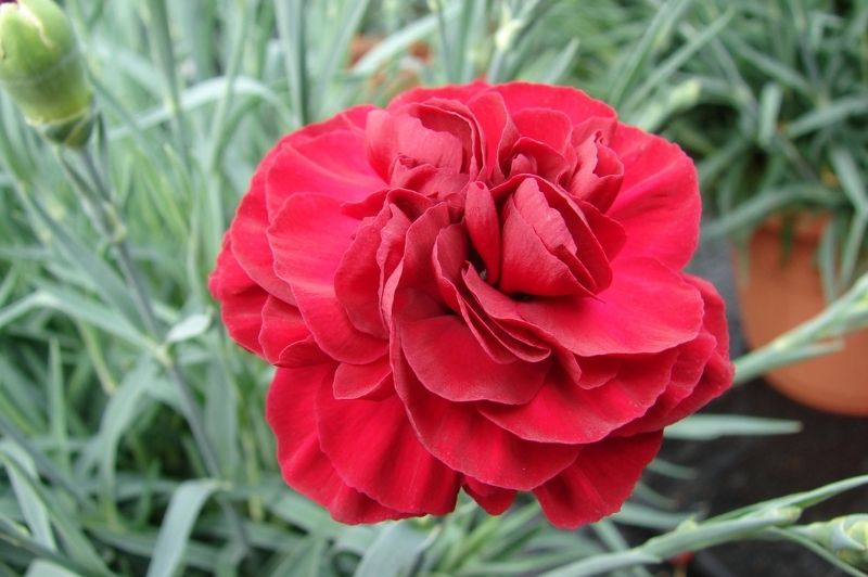 Dianthus-Passion First Scent 1C | Country Arbors Nursery