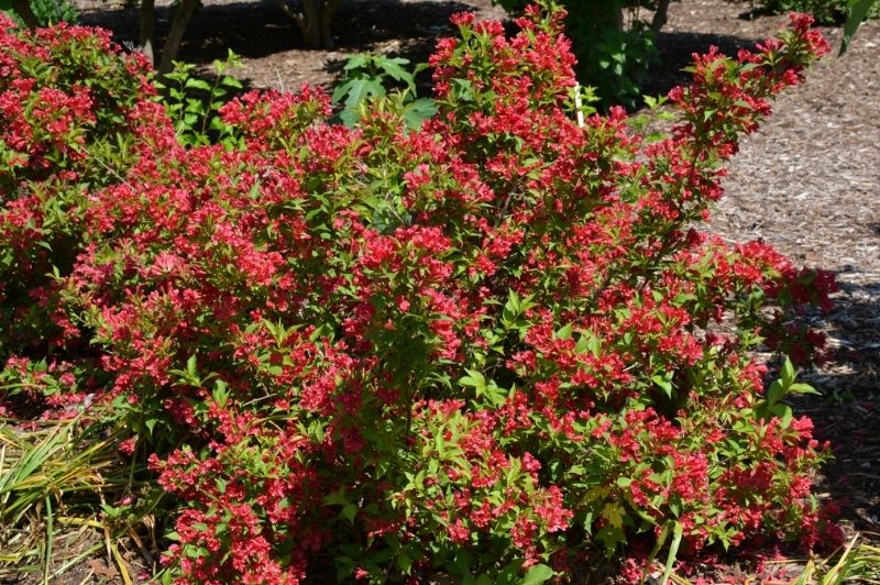 Weigela-Sonic Bloom Red 3C | Country Arbors Nursery