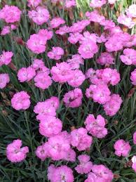 Dianthus-Tiny Rubies 1C | Country Arbors Nursery