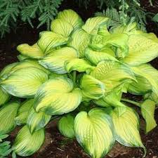 Hosta Stained Glass 3c Country Arbors Nursery