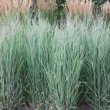 Grass-Heavy Metal 1C | Country Arbors Nursery