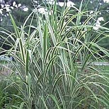 Grass-Cosmopolitan 2C | Country Arbors Nursery