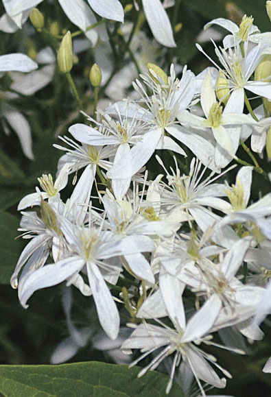 sweet autumn clematis for sale