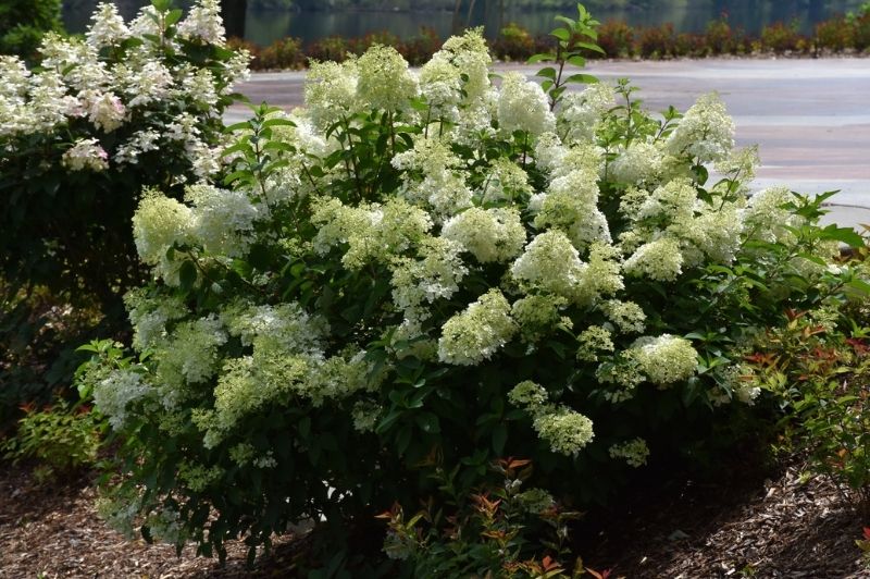 Hydrangea-Little Lime 3C | Country Arbors Nursery