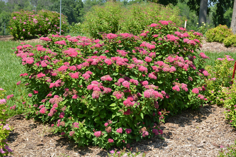 Spirea-Double Play Red 3CP | Country Arbors Nursery