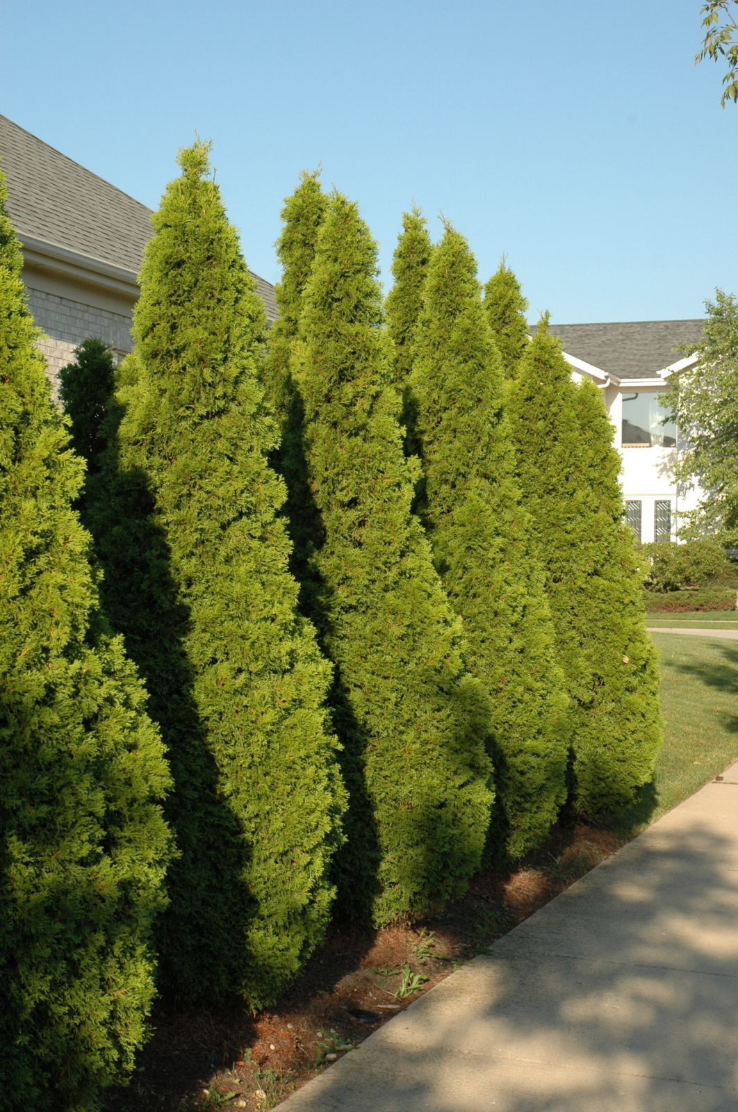 Arborvitae-Emerald Green 4'B | Country Arbors Nursery