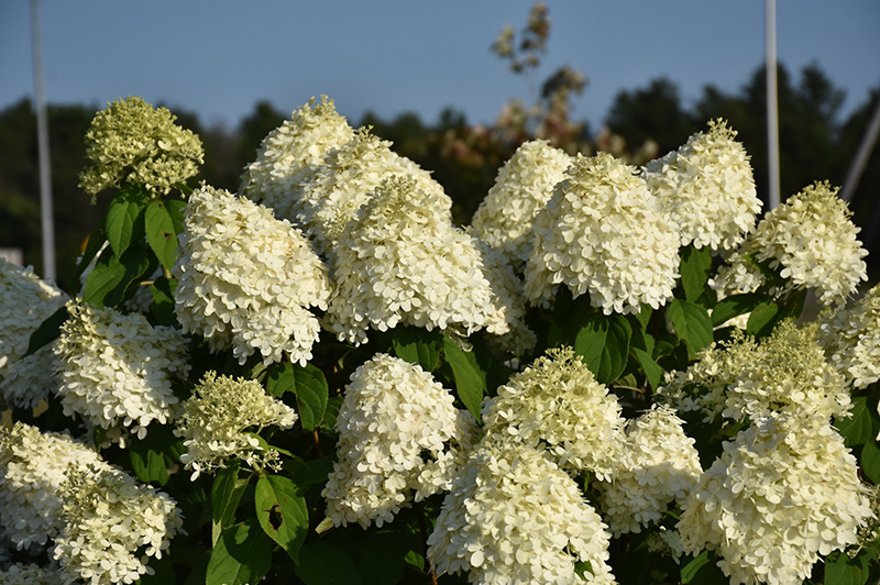 Dried Hydrangea - Lime Blush – Wild & Rust