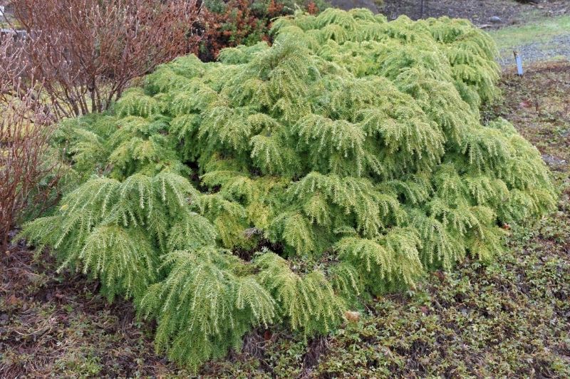 Hemlock-Jeddeloh 3C | Country Arbors Nursery