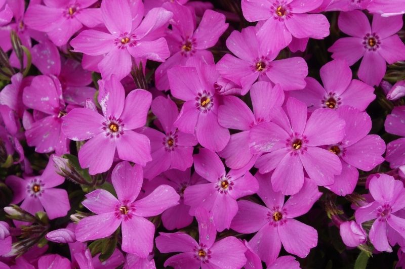 Phlox-Emerald Pink 1C | Country Arbors Nursery