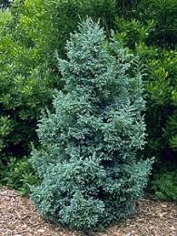 cypress boulevard squarrosa cyprysik groszkowy aurea sadowniczy foliage grayish silvery